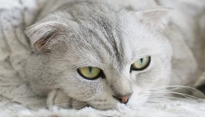 美国疫情严重加拿大不敢放行 猛龙新赛季搬到坦帕